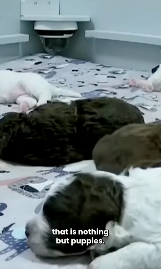 that is nothing but puppies.