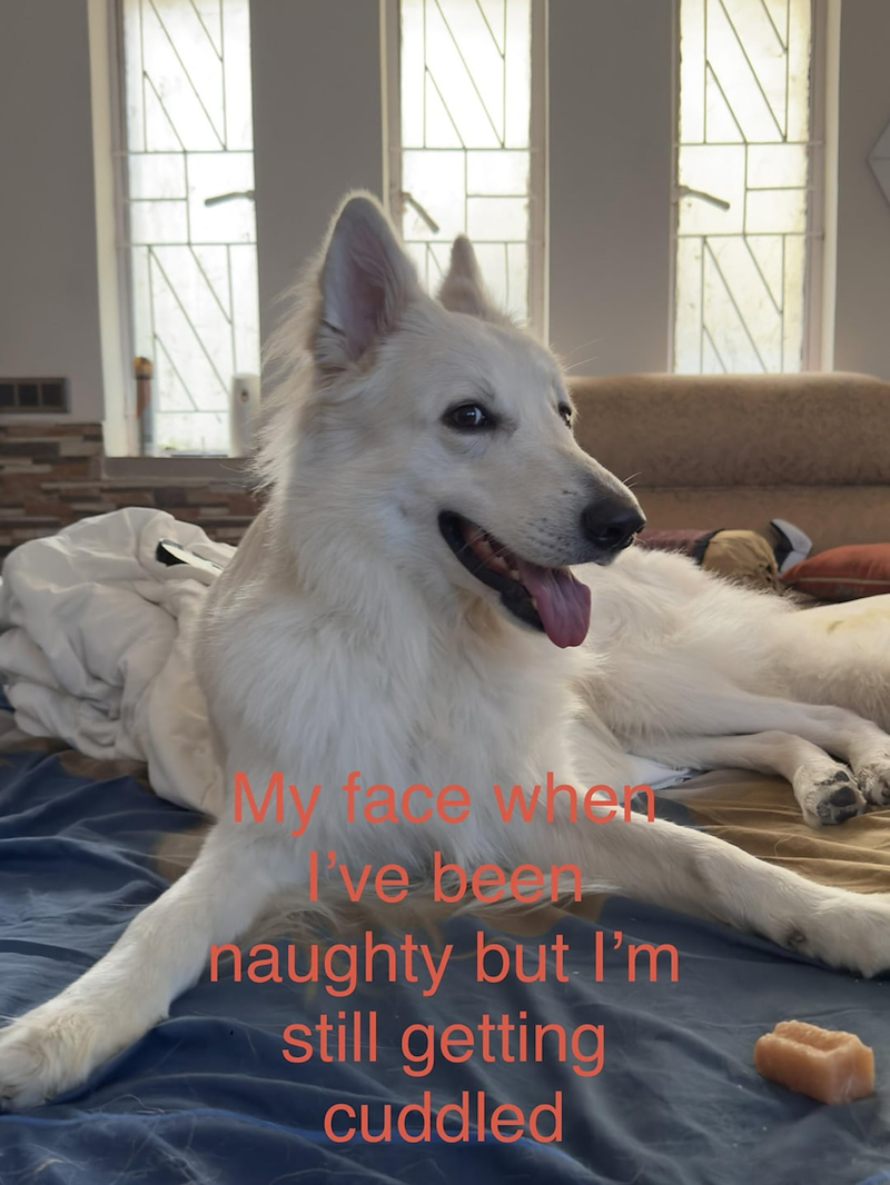 My face when ve been naughty but I'm still getting cuddled