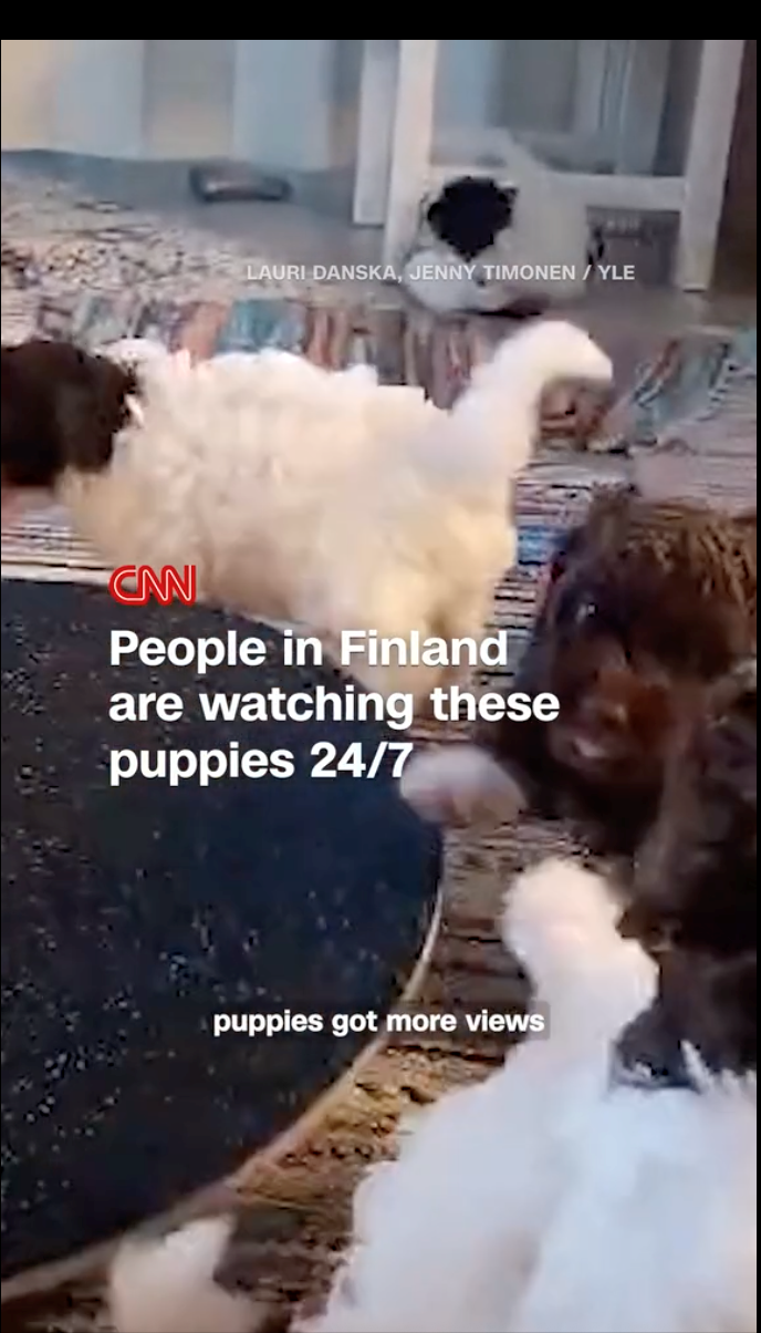 LAURI DANSKA, JENNY TIMONEN / YLE CAN People in Finland are watching these puppies 24/7 puppies got more views