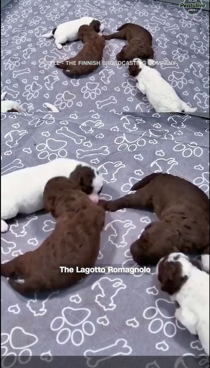 30 E- THE FINNISH BROADCASTING COMPANY & 30 V The Lagotto Romagnolo Pentulive C