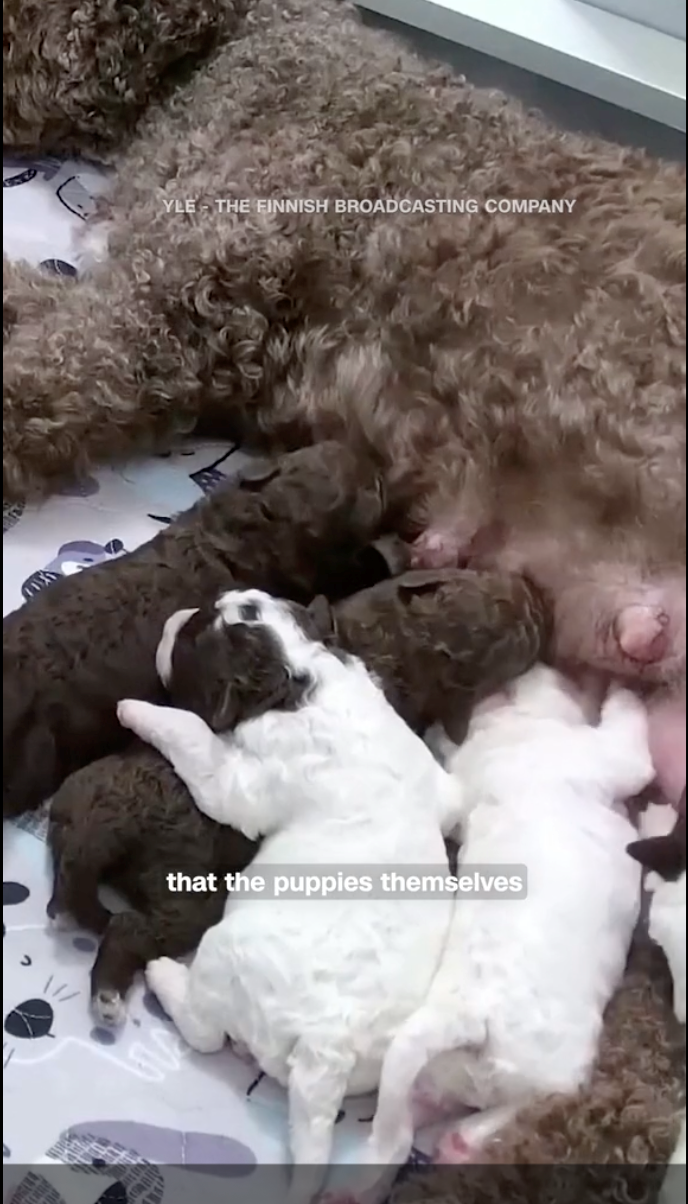 YLE THE FINNISH BROADCASTING COMPANY that the puppies themselves