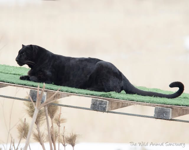 The Wild Animal Sanctuary