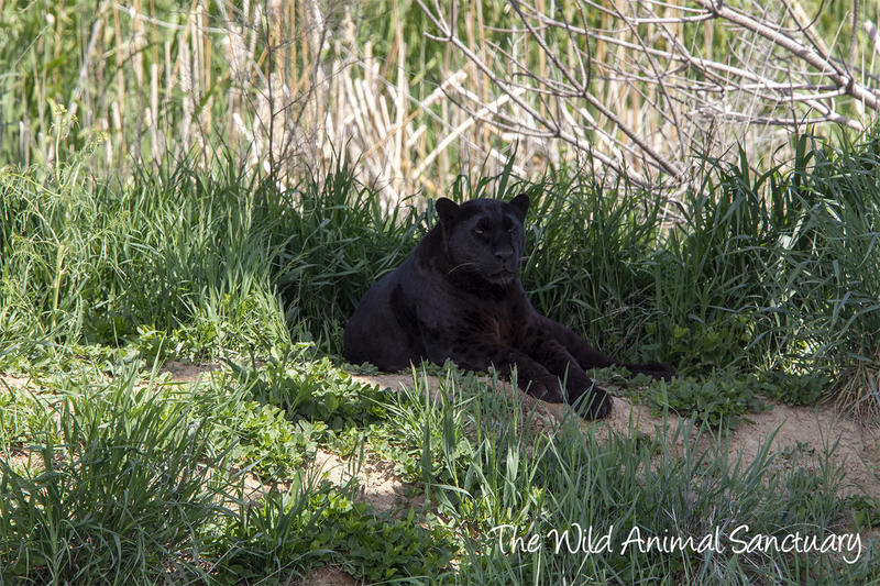 The Wild Animal Sanctuary