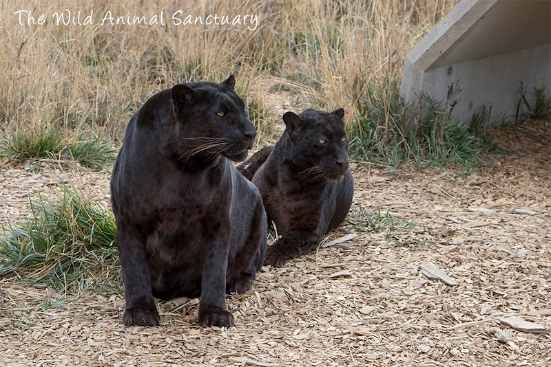 The Wild Animal Sanctuary