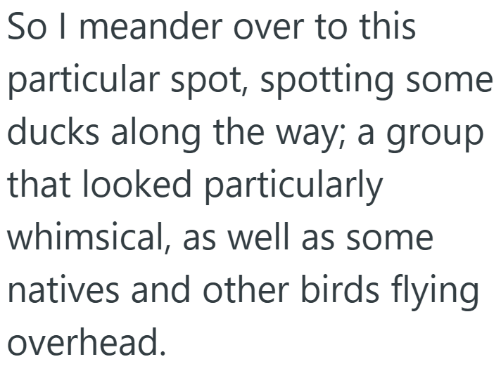 So I meander over to this particular spot, spotting some ducks along the way; a group that looked particularly whimsical, as well as some natives and other birds flying overhead.