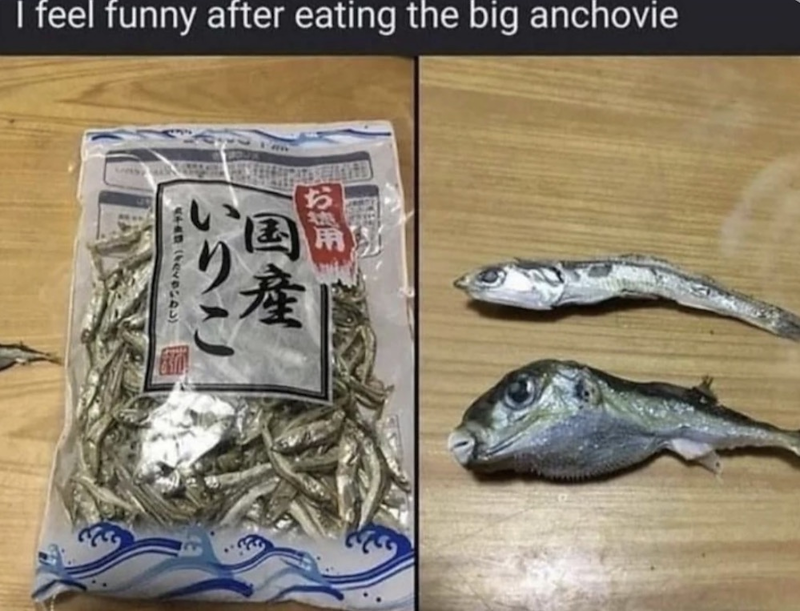 I feel funny after eating the big anchovie 用 いりこ 国産 (ふたくちいわし)