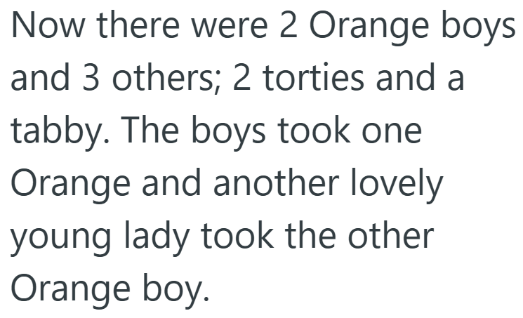 Now there were 2 Orange boys and 3 others; 2 torties and a tabby. The boys took one Orange and another lovely young lady took the other Orange boy.