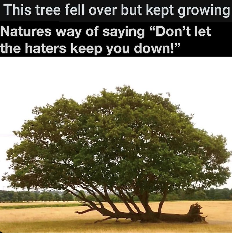 This tree fell over but kept growing Natures way of saying "Don't let the haters keep you down!"