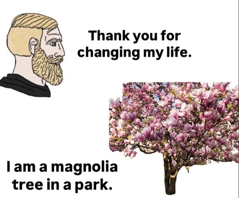 Thank you for changing my life. I am a magnolia tree in a park.