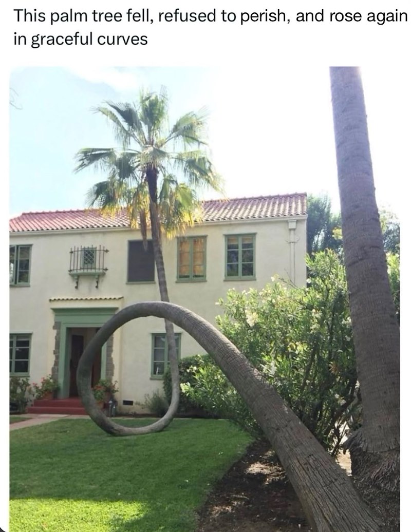 This palm tree fell, refused to perish, and rose again in graceful curves