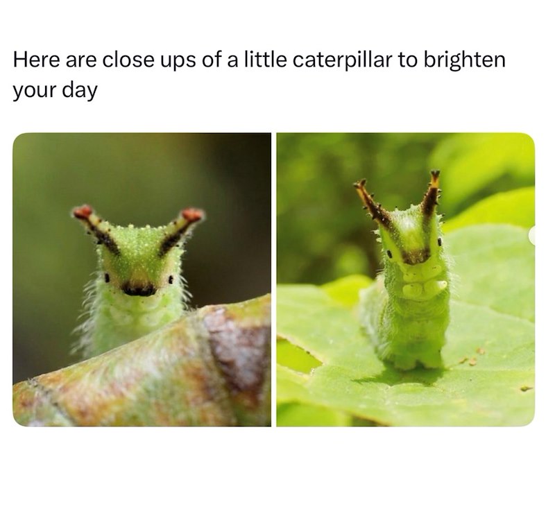 Here are close ups of a little caterpillar to brighten your day