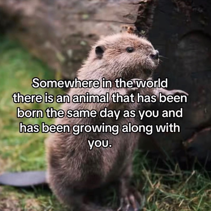 Somewhere in the world there is an animal that has been born the same day as you and has been growing along with you.