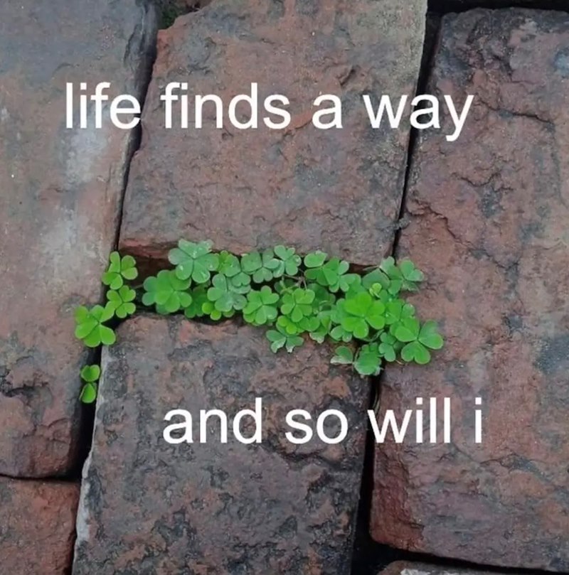 life finds a way and so will i