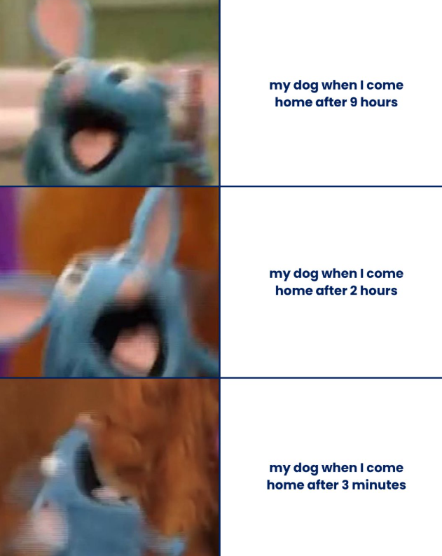 my dog when I come home after 9 hours my dog when I come home after 2 hours my dog when I come home after 3 minutes