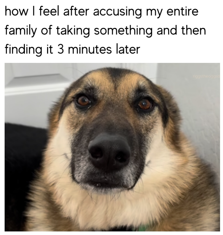 how I feel after accusing my entire family of taking something and then finding it 3 minutes later riggstheoggsd