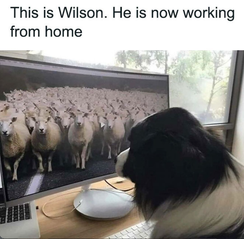 This is Wilson. He is now working from home LLLLL