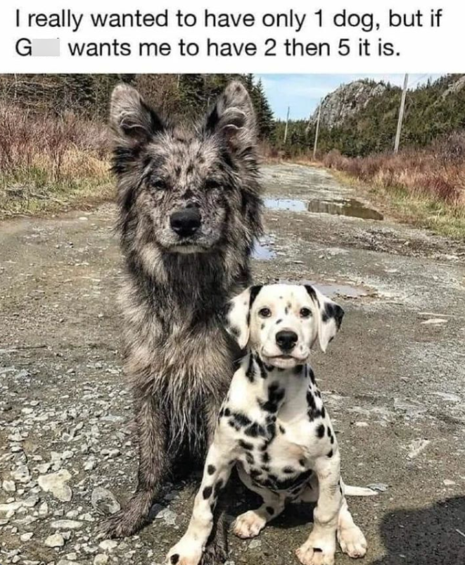 I really wanted to have only 1 dog, but if G wants me to have 2 then 5 it is.
