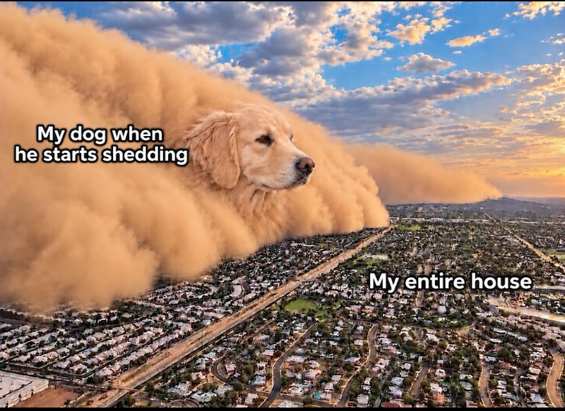 My dog when he starts shedding My entire house