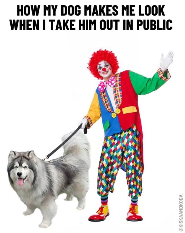 HOW MY DOG MAKES ME LOOK WHEN I TAKE HIM OUT IN PUBLIC @KISKAANDKODA