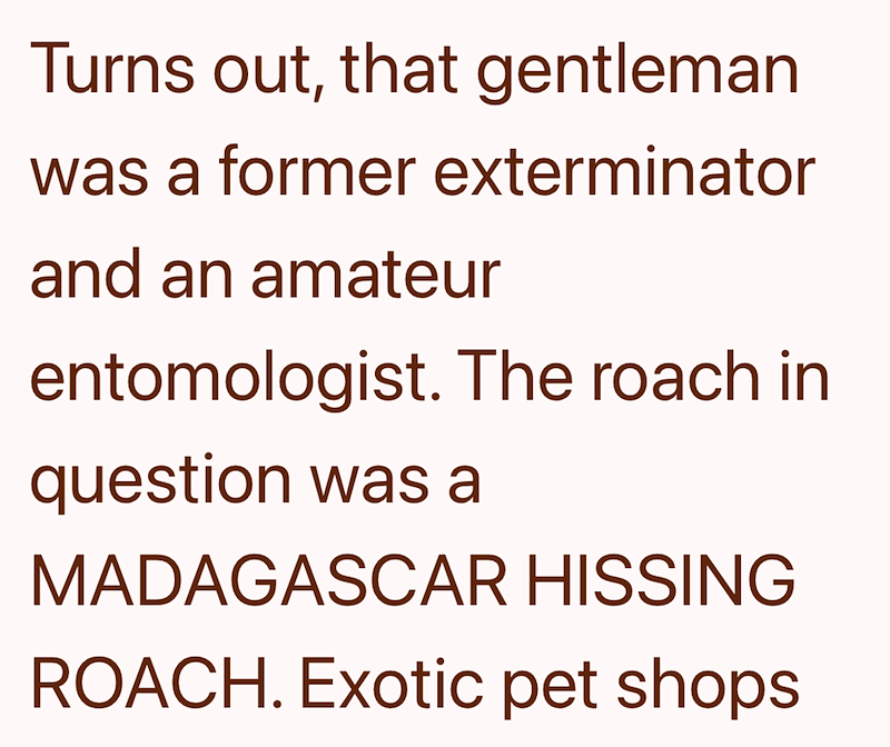 Turns out, that gentleman was a former exterminator and an amateur entomologist. The roach in question was a MADAGASCAR HISSING ROACH. Exotic pet shops