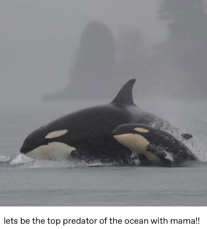 lets be the top predator of the ocean with mama!!