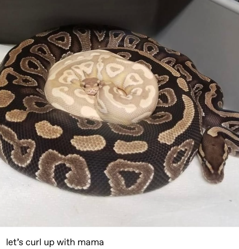 OPE let's curl up with mama