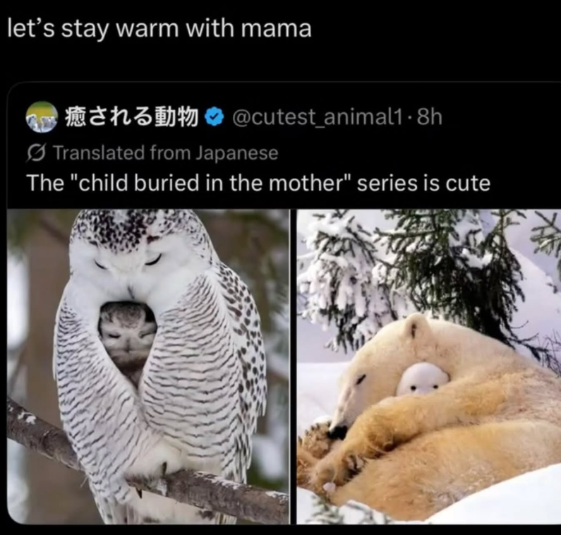 let's stay warm with mama @cutest_animal1.8h Translated from Japanese The "child buried in the mother" series is cute