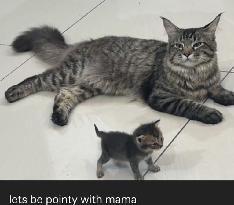 lets be pointy with mama