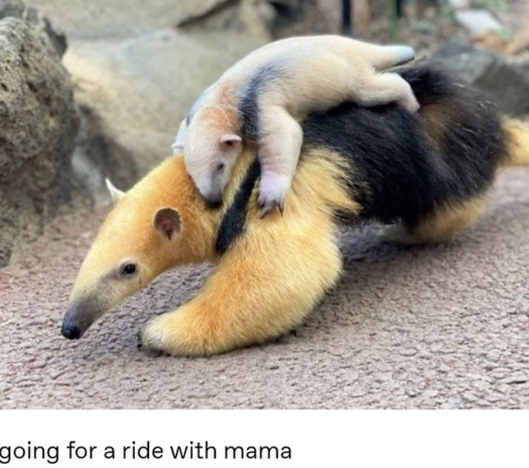 going for a ride with mama