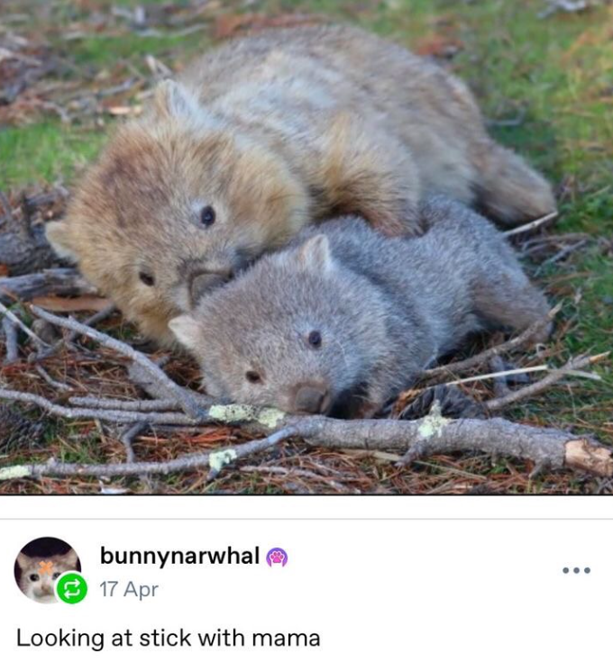 bunnynarwhal 17 Apr Looking at stick with mama