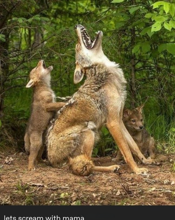 lets scream with mama