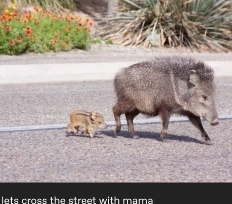 lets cross the street with mama