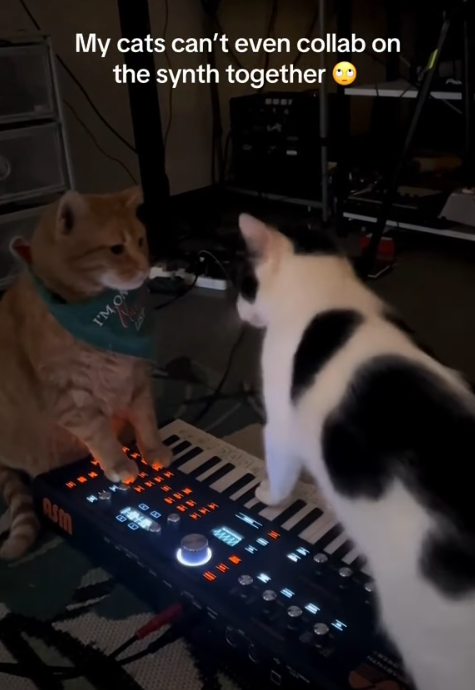 My cats can't even collab on the synth together I'M O Asm BB BB