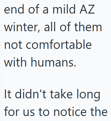end of a mild AZ winter, all of them not comfortable with humans. It didn't take long for us to notice the