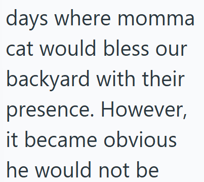 days where momma cat would bless our backyard with their presence. However, it became obvious he would not be