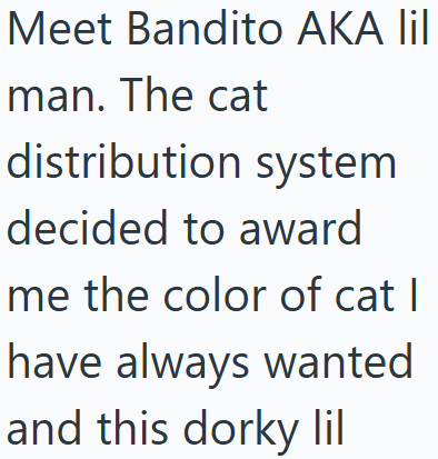 Meet Bandito AKA lil man. The cat distribution system decided to award me the color of cat | have always wanted and this dorky lil