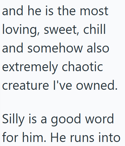 and he is the most loving, sweet, chill and somehow also extremely chaotic creature I've owned. Silly is a good word for him. He runs into
