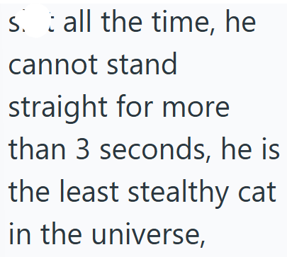 s. all the time, he S. cannot stand straight for more than 3 seconds, he is the least stealthy cat in the universe,