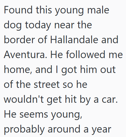 Found this young male dog today near the border of Hallandale and Aventura. He followed me home, and I got him out of the street so he wouldn't get hit by a car. He seems young, probably around a year