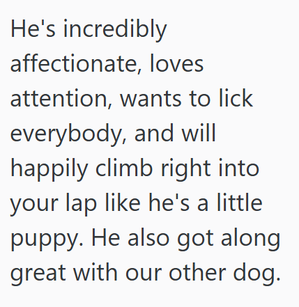 He's incredibly affectionate, loves attention, wants to lick everybody, and will happily climb right into your lap like he's a little puppy. He also got along great with our other dog.