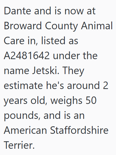 Dante and is now at Broward County Animal Care in, listed as A2481642 under the name Jetski. They estimate he's around 2 years old, weighs 50 pounds, and is an American Staffordshire Terrier.