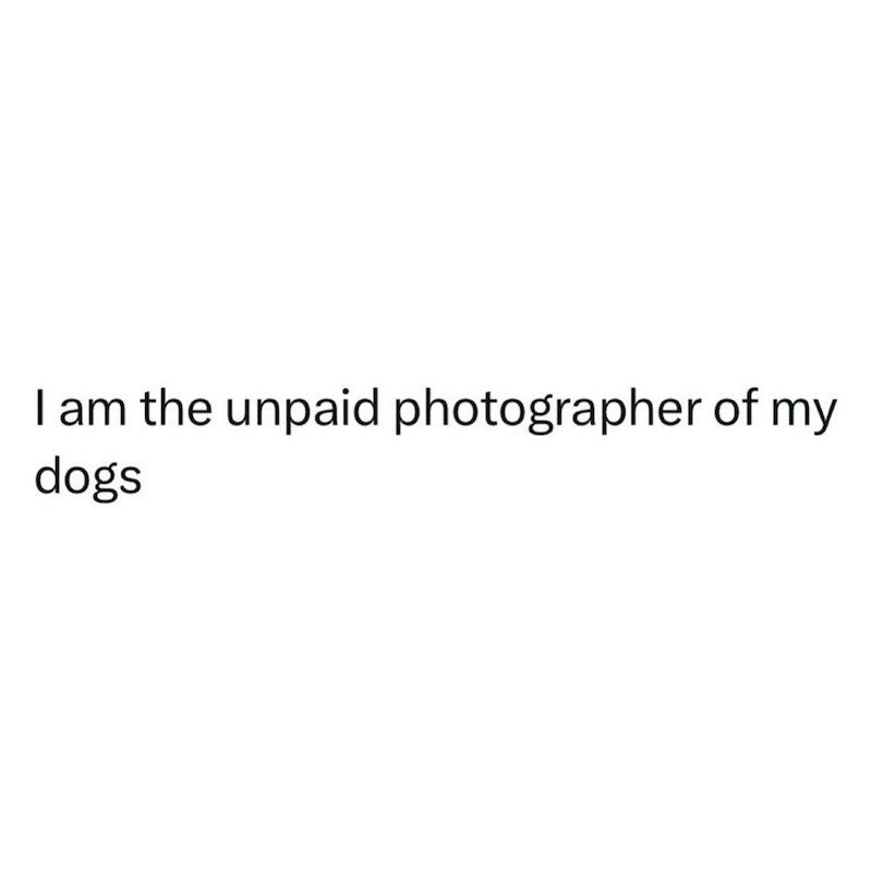 I am the unpaid photographer of my dogs