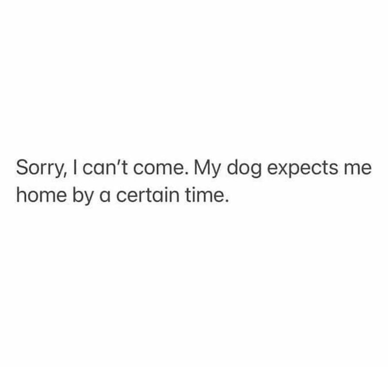 Sorry, I can't come. My dog expects me home by a certain time.