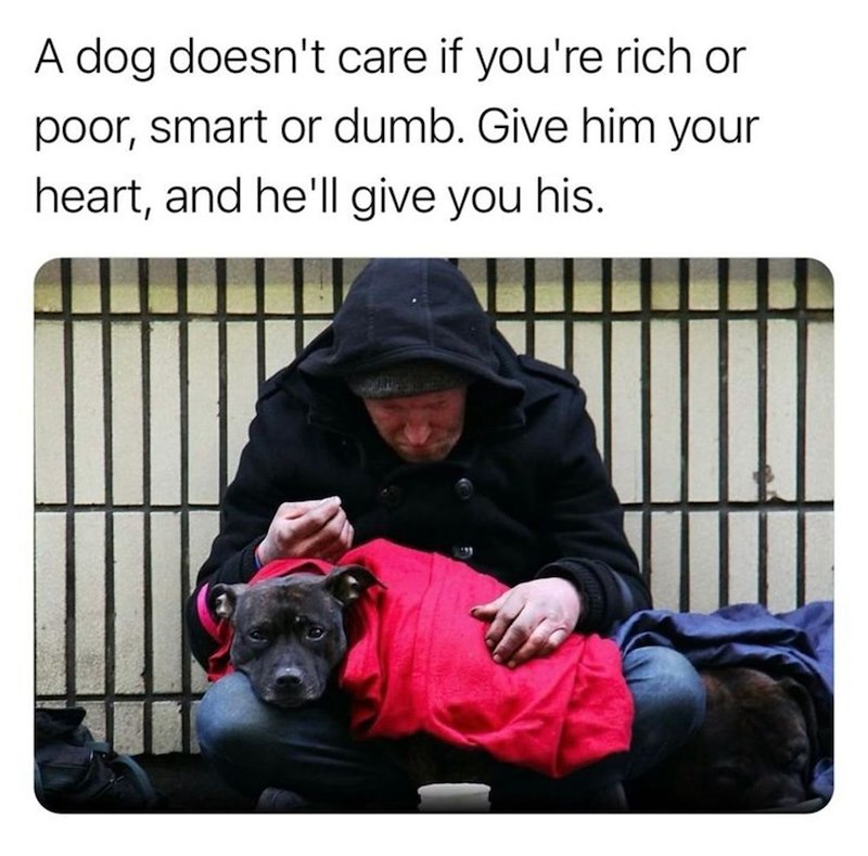 A dog doesn't care if you're rich or poor, smart or dumb. Give him your heart, and he'll give you his.