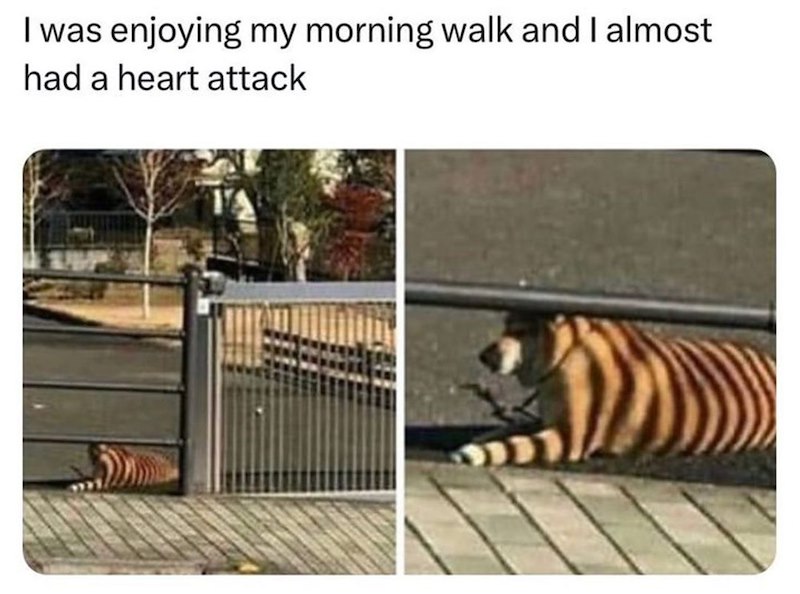 I was enjoying my morning walk and I almost had a heart attack
