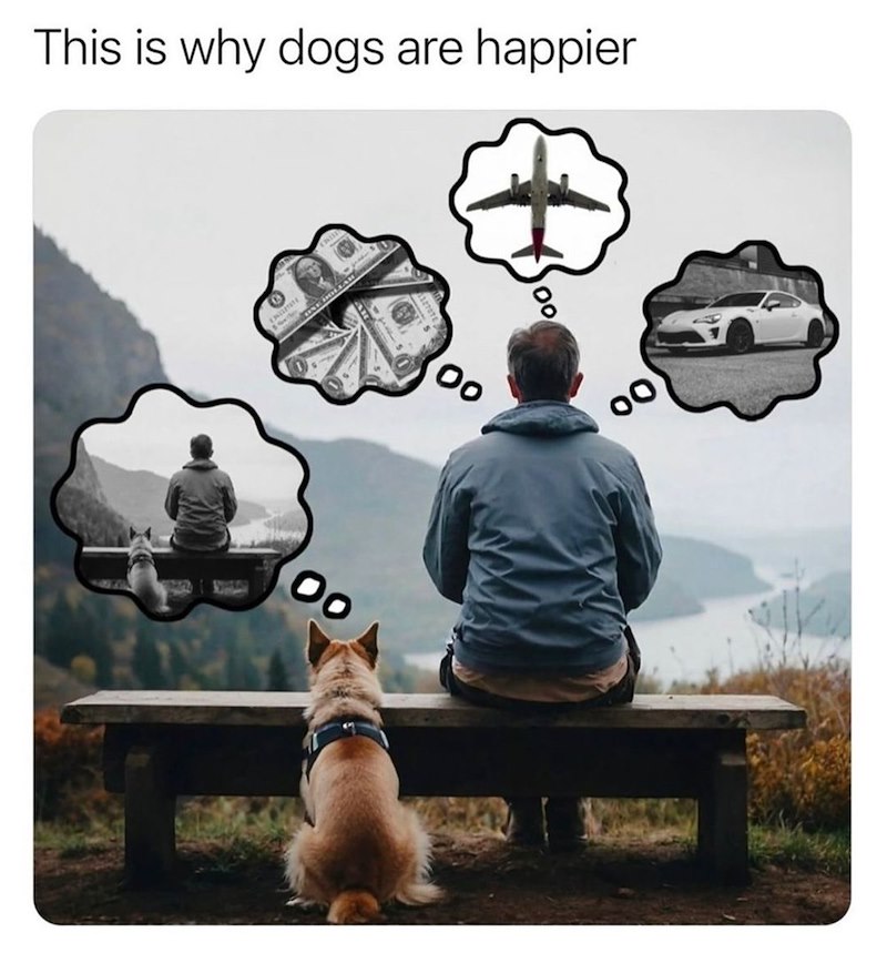 This is why dogs are happier 00 00 8 00