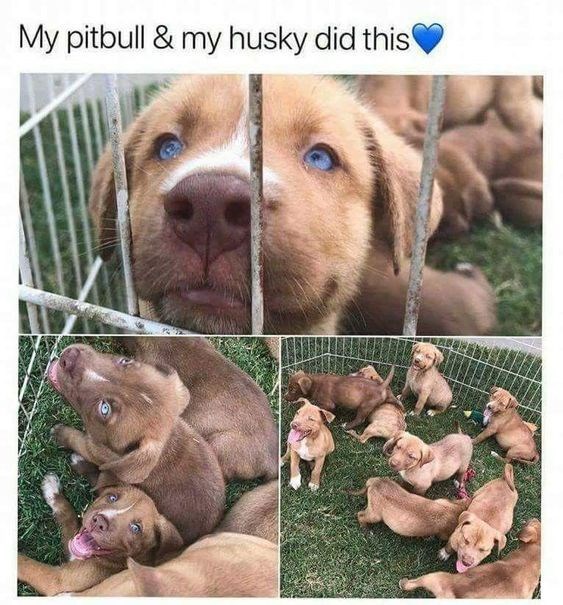 My pitbull & my husky did this