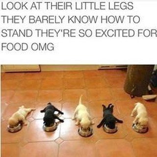 LOOK AT THEIR LITTLE LEGS THEY BARELY KNOW HOW TO STAND THEY'RE SO EXCITED FOR FOOD OMG