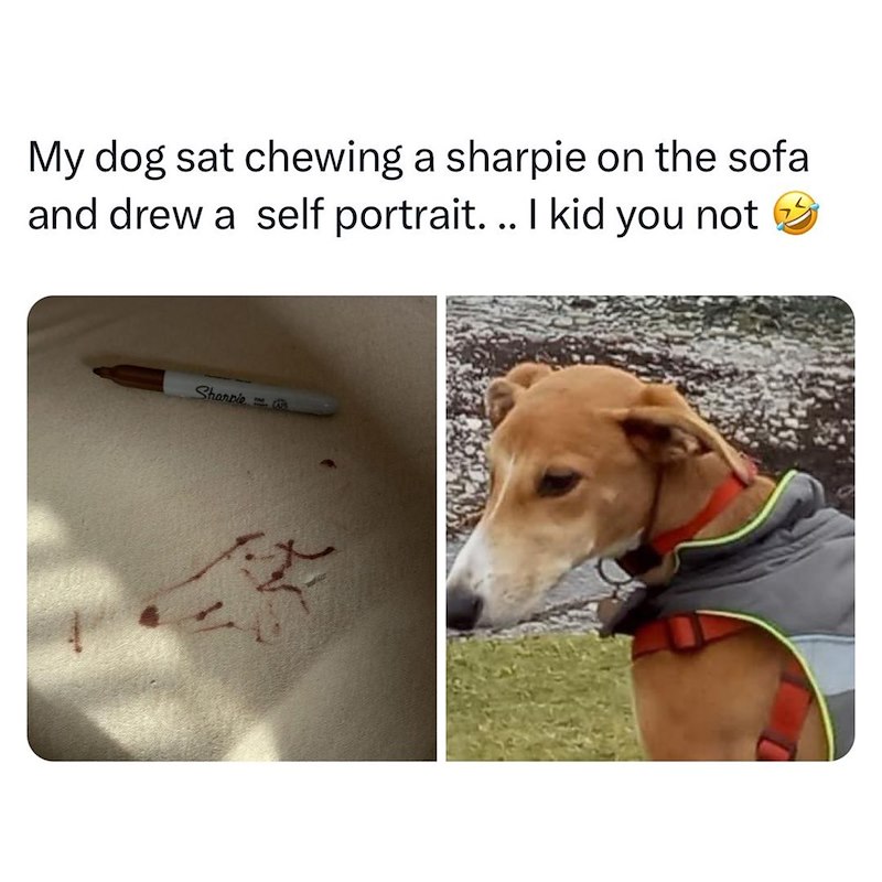 My dog sat chewing a sharpie on the sofa and drew a self portrait... I kid you not Sharpie