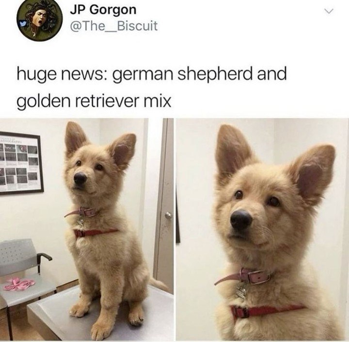 JP Gorgon @The_Biscuit huge news: german shepherd and golden retriever mix